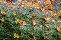 Fallen yellow leaves lie on grass and surface of lake water. Autumn leaf fall, October. Selective focus. Royalty Free Stock Photo