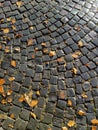 Fallen yellow leaves lie on an old cobbled road, paved way, full frame. Copy space. Royalty Free Stock Photo