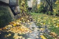 Fallen leaves lie under the drain pipe after the rain and on the Royalty Free Stock Photo