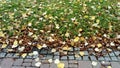 Fallen yellow leaves of linden lie on the outskirts of the park pavers. The beginning of autumn, a lot of green grass on the lawn Royalty Free Stock Photo