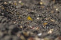 Fallen yellow leaves on lumps of gray, loose soil. shallow depth of field