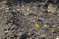 Tubers of friable gray earth and several fallen yellow leaves on it. Shallow depth of field Royalty Free Stock Photo