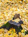 Fallen yellow leaves and old stump in autumn Royalty Free Stock Photo