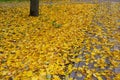 Fallen yellow leaves in the park. Bright autumn. Autumn scene. Indian summer