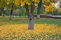 Fallen yellow leaves under the tree on the green grass. Autumn season concept. Royalty Free Stock Photo