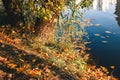 Fallen yellow leaves in the water. Vibrant carpet of fallen orange forest leaves. Close up. Autumn, fall scene, nature background Royalty Free Stock Photo