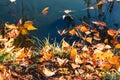 Fallen yellow leaves in the water. Vibrant carpet of fallen orange forest leaves. Close up. Autumn, fall scene, nature background Royalty Free Stock Photo