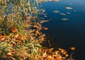 Fallen yellow leaves in the water. Vibrant carpet of fallen orange forest leaves. Close up. Autumn, fall scene, nature background. Royalty Free Stock Photo