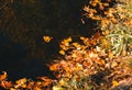 Fallen yellow leaves in the water. Vibrant carpet of fallen orange forest leaves. Close up. Autumn, fall scene, nature background. Royalty Free Stock Photo