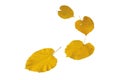 Fallen yellow linden tree leaves isolated on white. Transparent png additional format Royalty Free Stock Photo