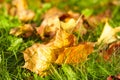 Green grass with yellow leaves Royalty Free Stock Photo