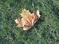 Fallen yellow maple leaf on green grass. Nature fall colours Royalty Free Stock Photo