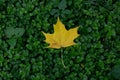 Fallen yellow maple leaf on green grass woodlouse Royalty Free Stock Photo