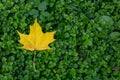 Fallen yellow maple leaf on green grass woodlouse. Space for your text Royalty Free Stock Photo