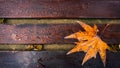 Fallen yellow maple leaf on a wet bench Royalty Free Stock Photo