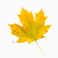Fallen yellow maple leaf on white background isolate Royalty Free Stock Photo