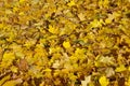 Fallen yellow maple leaves on an autumn day