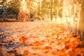 Fallen Yellow maple leaves lie on the road in the park close-up. In the background, birches and conifers lit by the rays of the