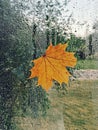 Fallen yellow maple leaves stuck on a wet window with raindrops. Autumn melancholy mood.