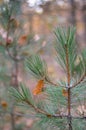 Fallen yellow oak leaves hang on the needles of young pine. Warm yellow-green background. Left a lot of space for text. Royalty Free Stock Photo