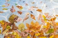 Fallen yellow and orange autumn leaves float on water surface of marble pool. Royalty Free Stock Photo
