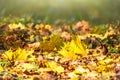 Orange and yellow fallen leaves in the sunlight