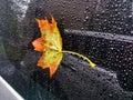 A fallen yellow-orange autumn maple leaf on a wet car glass surface. Royalty Free Stock Photo