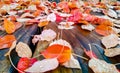 Fallen yellow and orange leafs with water drops