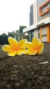 Fallen Yellow Plumeria