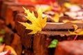 Fallen yellow and red autumn maple leaves