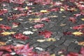 Fallen yellow and red leaves lie on the wet stone pavement in the rain, the background Royalty Free Stock Photo