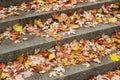 Fallen yellow red maple leaves on concrete steps in the Park Royalty Free Stock Photo