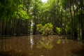 Fallen Young Tree in the Midst of a Cypress Forest on Lake Bistineau Louisiana