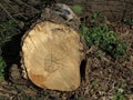 FallenTree Stump Royalty Free Stock Photo
