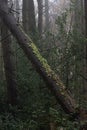 fallen tree in the woods Royalty Free Stock Photo