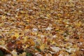 Falling autumn colored leaves carpet Royalty Free Stock Photo