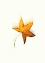 Falling autumn leaf Royalty Free Stock Photo