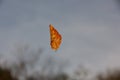 Falling autumn leaf Royalty Free Stock Photo