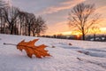 Falling Autumn Leaf on Snowy Ground at Sunset - generated by ai Royalty Free Stock Photo