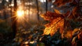 Falling Autumn Leaf-Sunlit Autumn: Golden leaf in forest glows against sunrise, fall colors ablaze Royalty Free Stock Photo