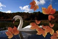 Falling autumn leaves in front of a white swan in a lake - blue sky with red, orange, brown and yellow. Royalty Free Stock Photo