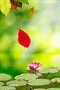 Falling autumn leaves and a lotus flower on the water Royalty Free Stock Photo