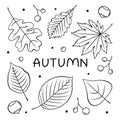 Falling autumn leaves of poplar, beech or elm and aspen, berries and chestnuts for coloring