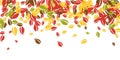 Falling autumn leaves. Red, yellow, green, brown c