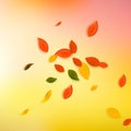 Falling autumn leaves. Red, yellow