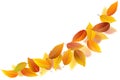 Falling autumn leaves