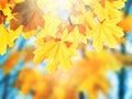 Falling autumn maple leaves on colorful blurred background with sunlight and bokeh Royalty Free Stock Photo