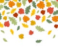 Falling autumn maple leaves isolated  white background Royalty Free Stock Photo