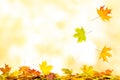 Falling autumn maple leaves natural background Royalty Free Stock Photo