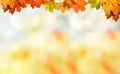 Falling autumn maple leaves natural background . Royalty Free Stock Photo